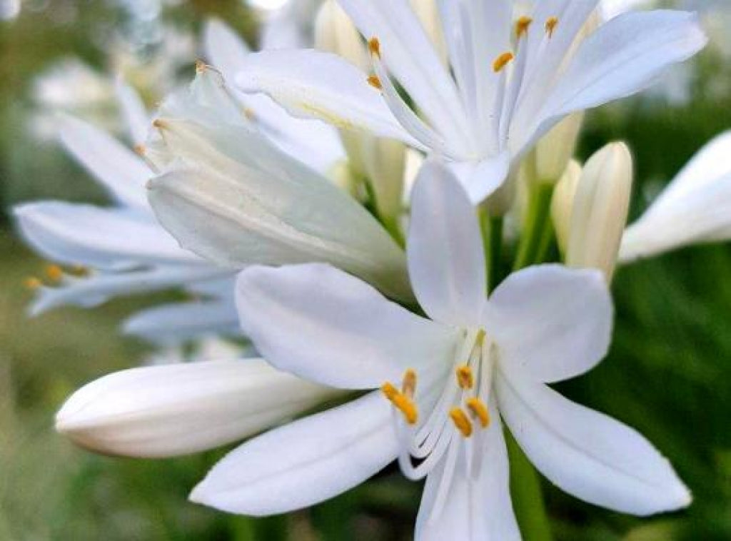 Agapanthus 'Straight A Shona' African Lily