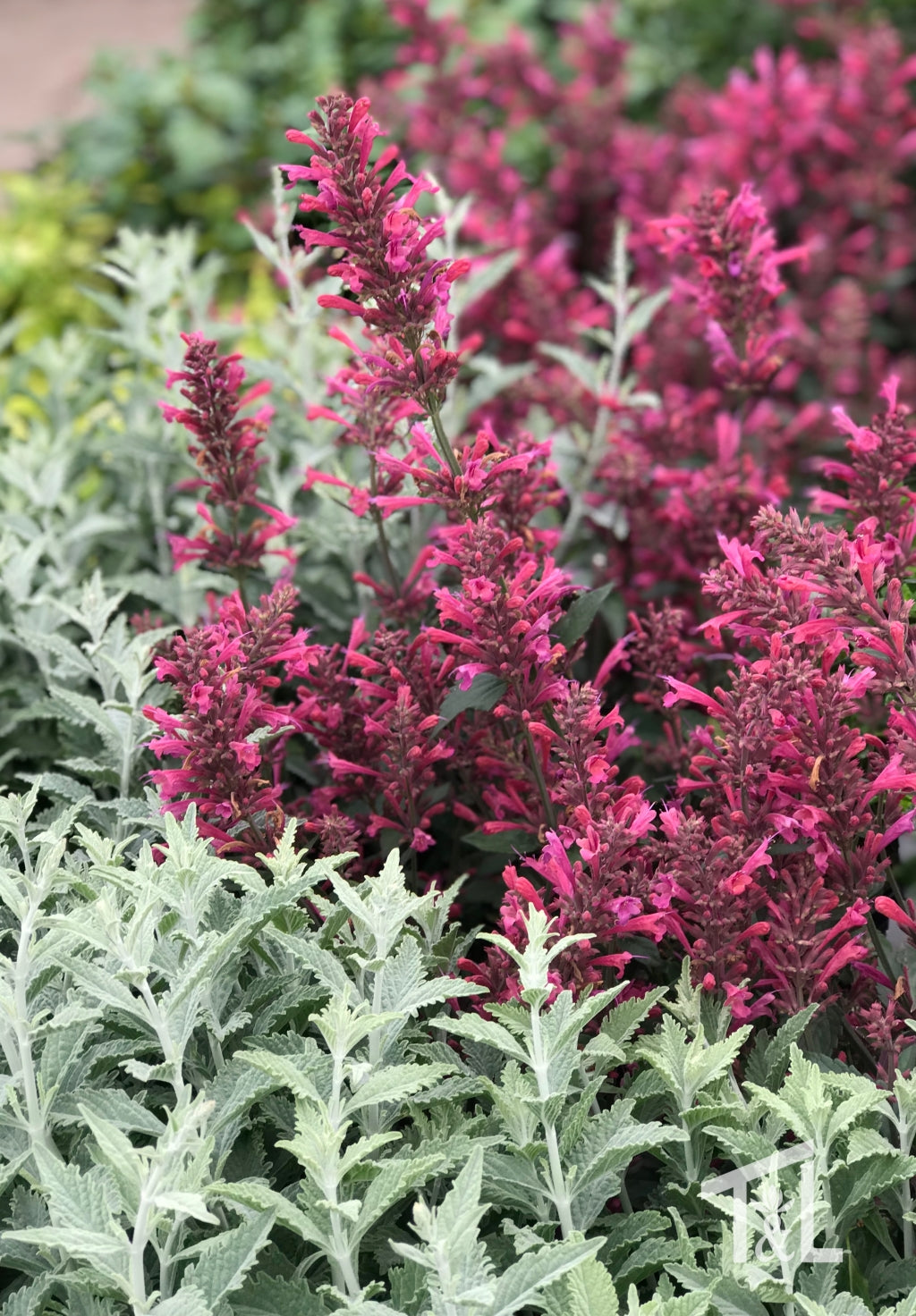 Morello Hummingbird Mint