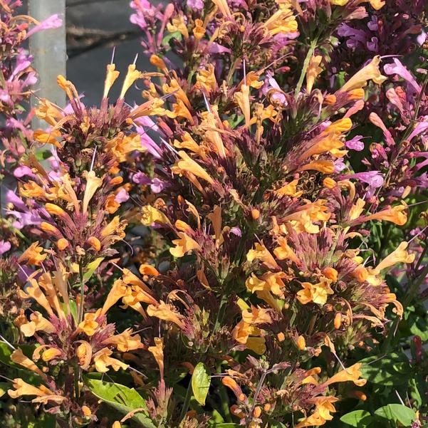 Sunrise Orange Hummingbird Mint