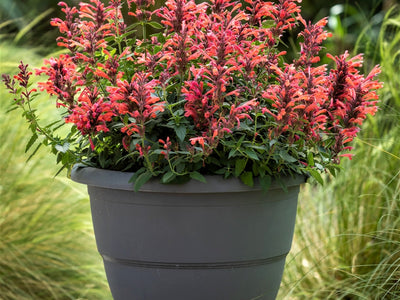 Agastache