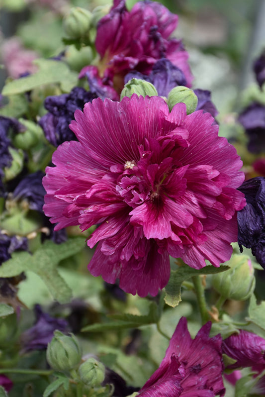 Queeny Purple Hollyhock