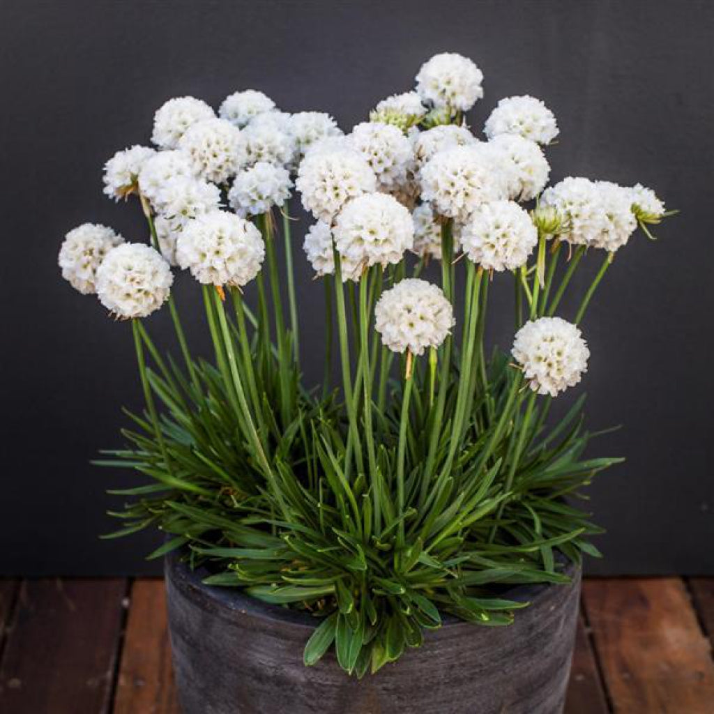 Armeria Dreameria Dream Clouds Sea Thrift