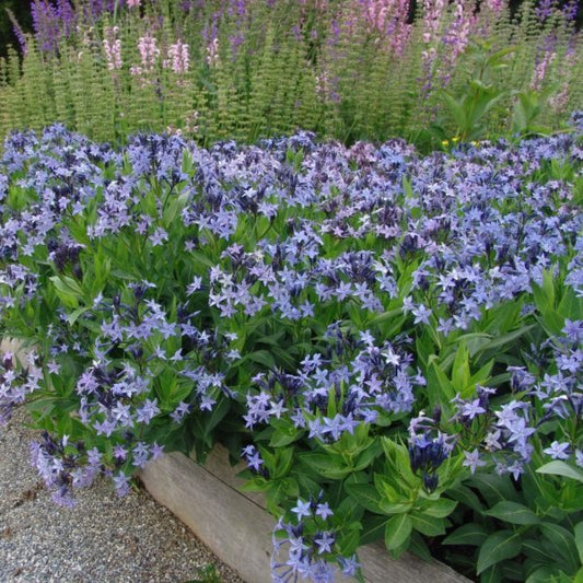 Amsonia Blue Ice Blue Star