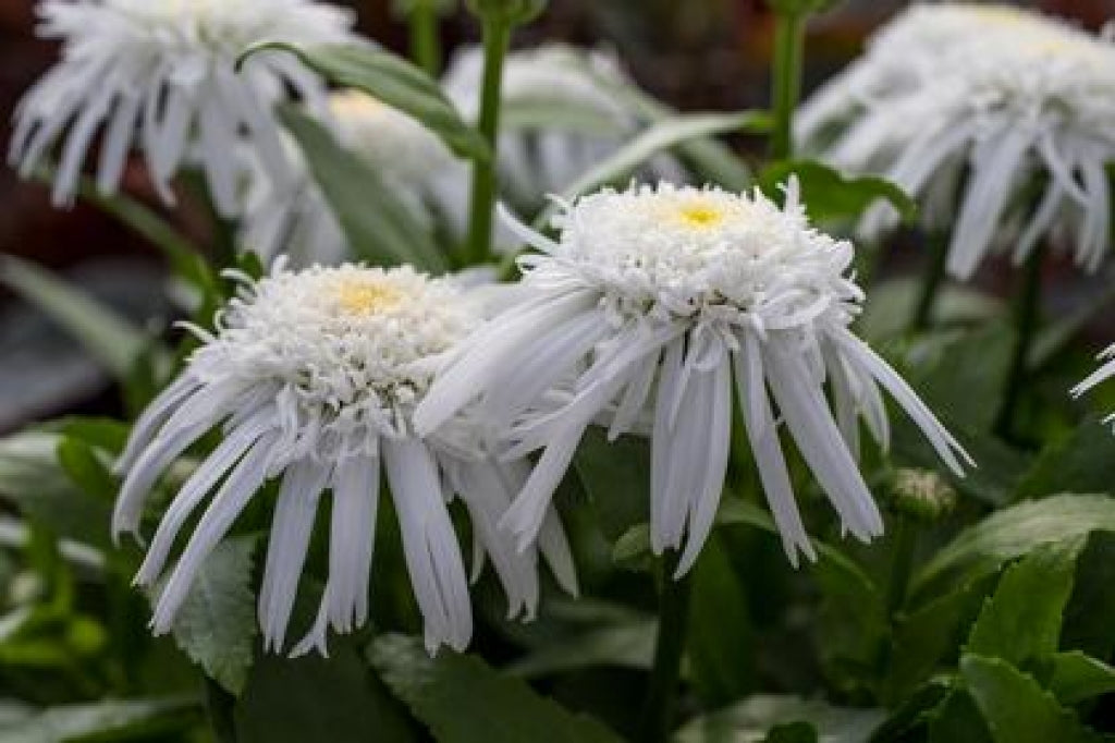 Leucanthemum 'Double Angel Daisy' Shasta Daisy