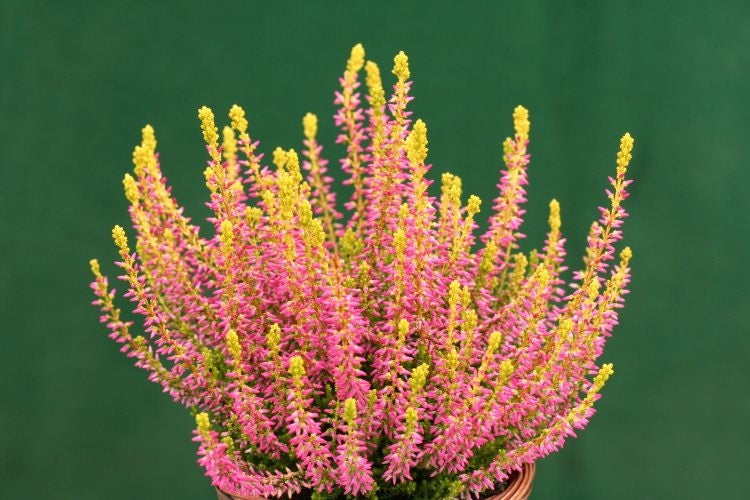 Calluna 'Golden Angie' Heather