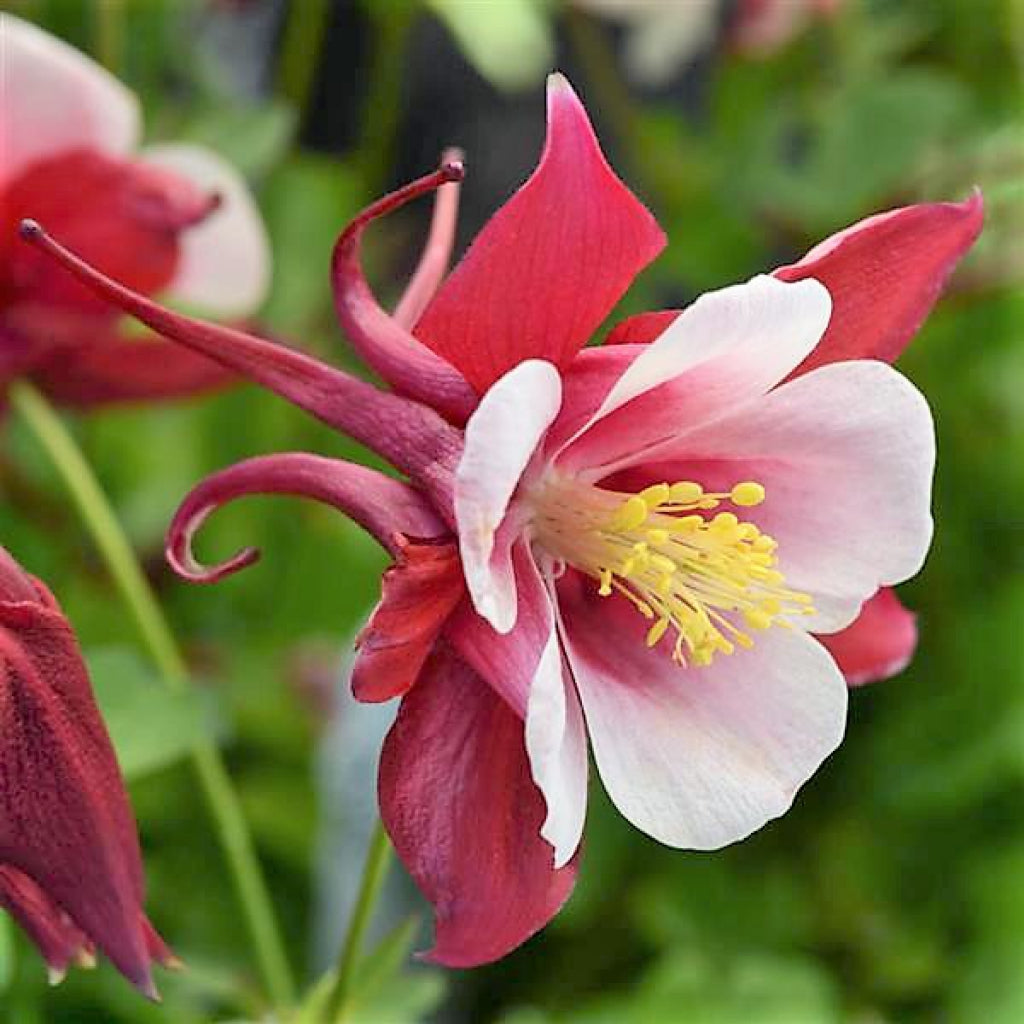Earlybird Red/White Columbine