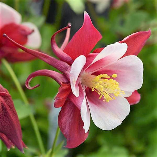 Earlybird Red/White Columbine