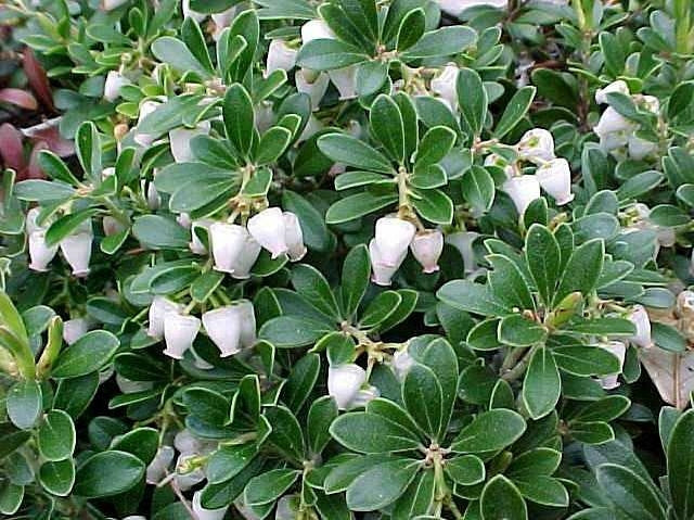 Massachusetts Kinnikinnick