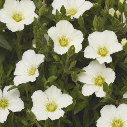Winter White Mountain Sandwort