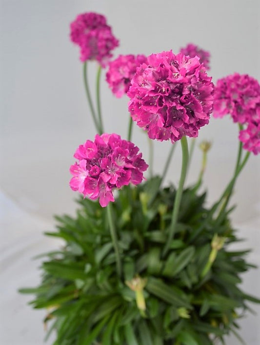 Armeria Dreameria Dream Weaver Sea Thrift