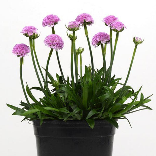 Armeria Dreameria Sweet Dreams Sea Thrift