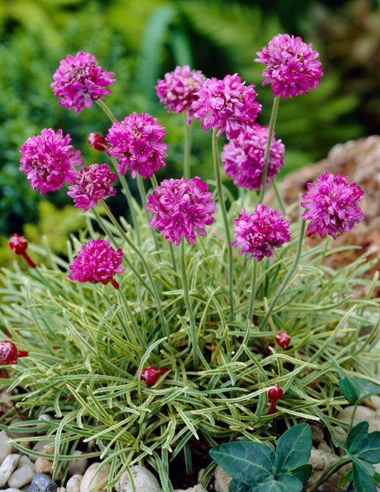 Armeria Nifty Thrifty Sea Thrift