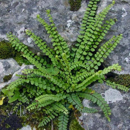 Asplenium trichomanes Maidenhair Spleenwort Fern