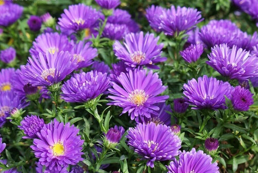 Aster Magic Purple