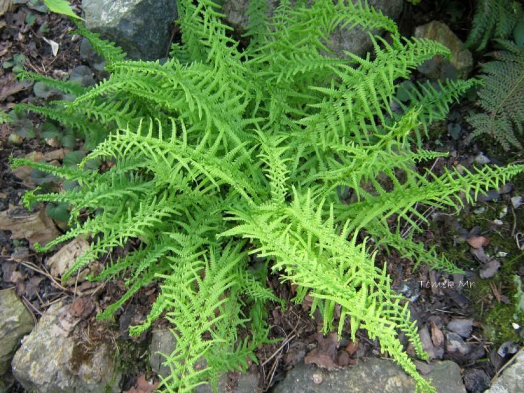 Athyrium Victoriae Lady Fern