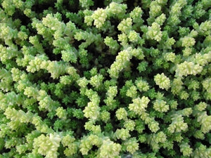 Sedum acre 'Aureum' Stonecrop