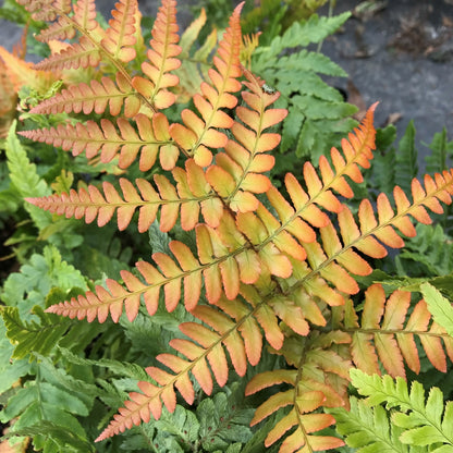 Brilliance Autumn Fern Dryopteris erythrosora