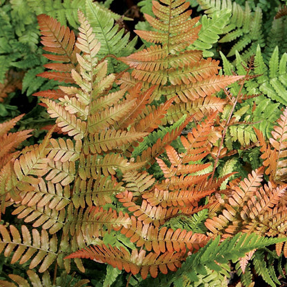 Brilliance Autumn Fern Dryopteris erythrosora