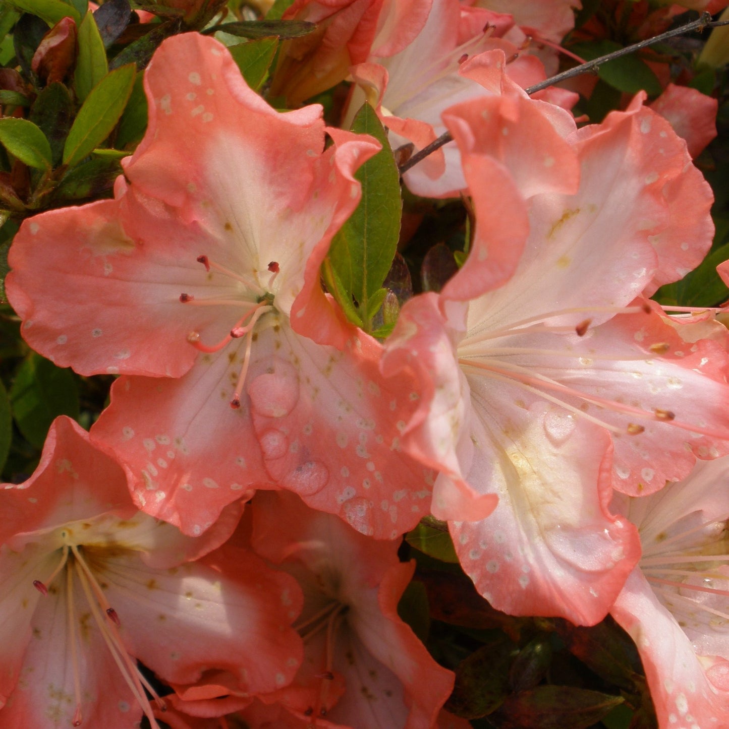 Frosted Orange Azalea
