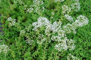Sedum album 'Baby Tears' Stonecrop