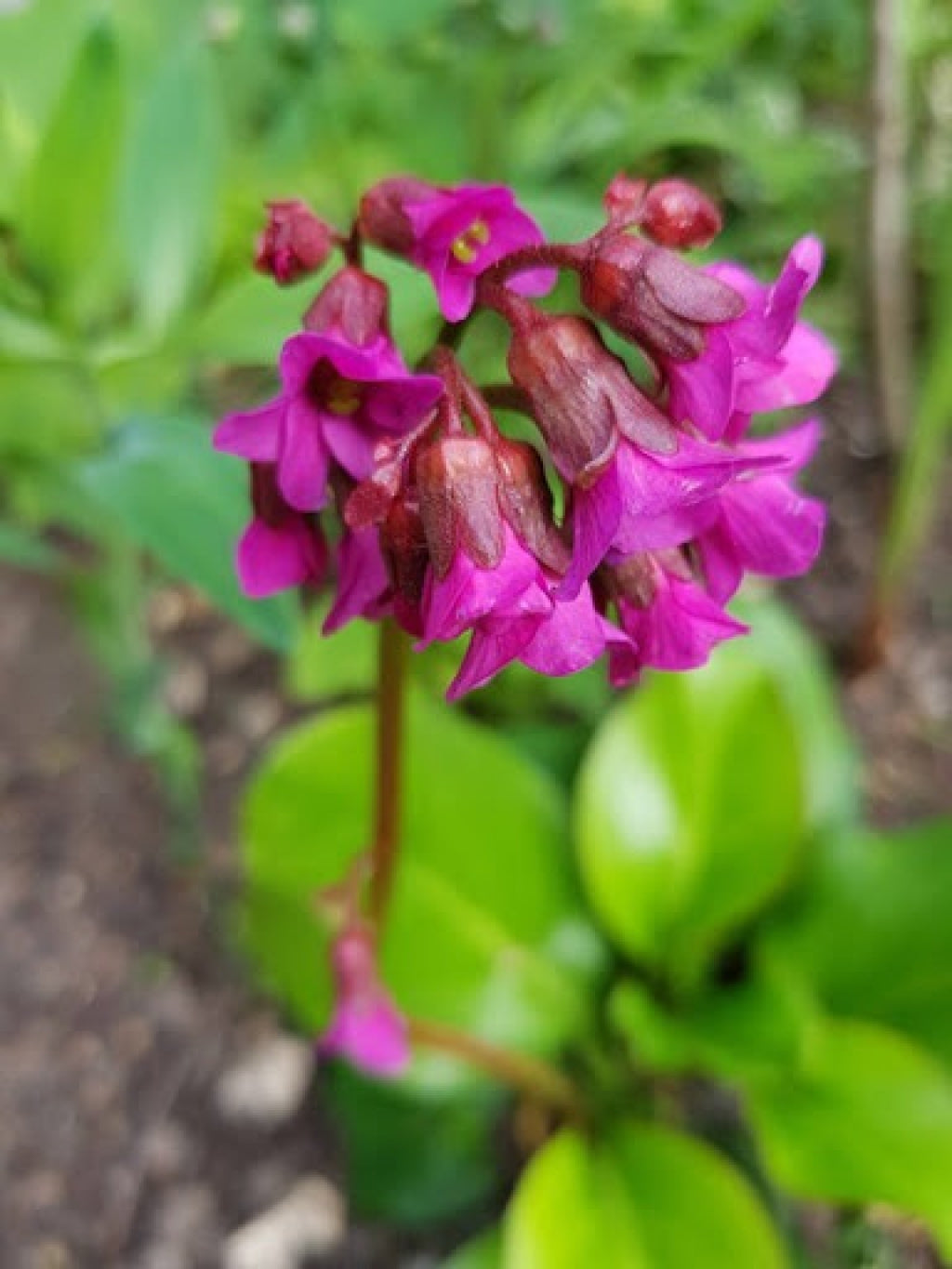 Bergenia Shoeshine Rose Elephant Ears
