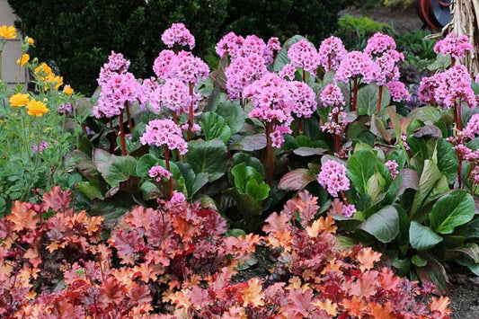 Bergenia 'Spring Fling' Elephant Ears