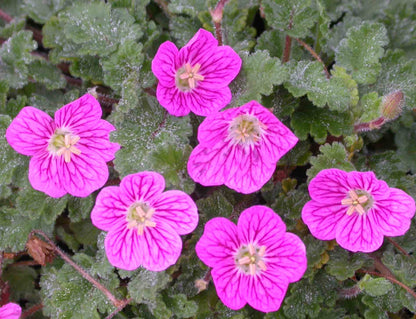 Erodium Bishop's Form
