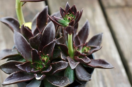 Echeveria 'Black Prince' Succulent