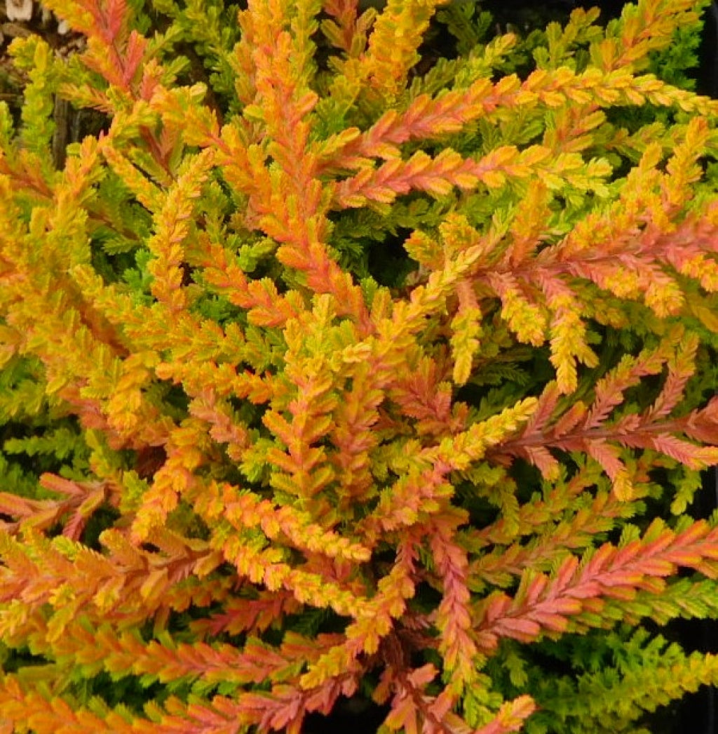 Calluna vulgaris 'Blazeaway' Heather