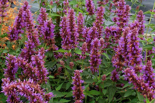Agastache 'Blue Boa' Hummingbird Mint