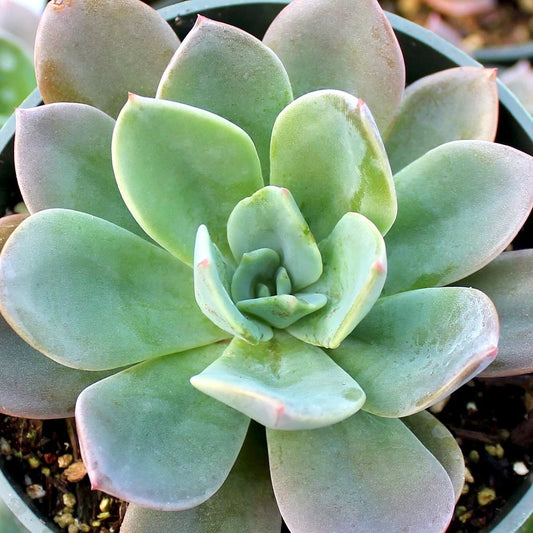 Echeveria 'Blue Prince' Succulent