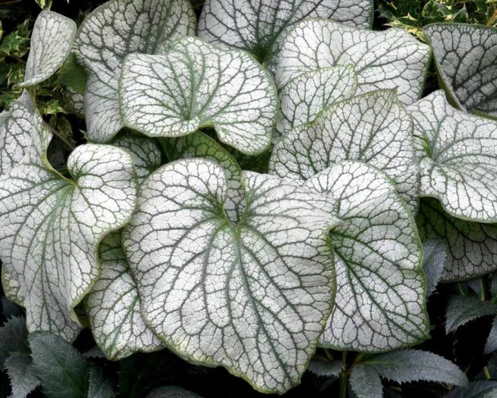 Brunnera Alexander's Great Siberian Bugloss