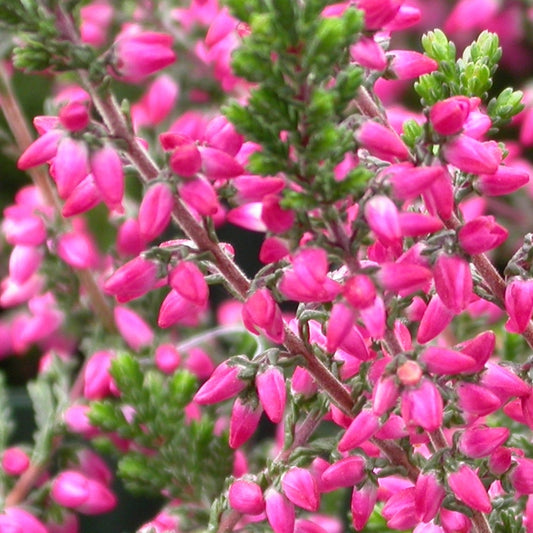 Calluna vulgaris 'Amethyst' Gardengirls Heather
