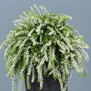 Calluna vulgaris 'Claire' Heather