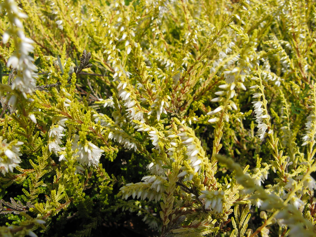 Gold Haze Calluna Heather