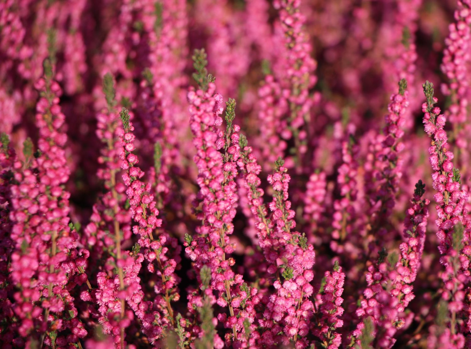 Red Star Calluna Heather – Plants4Home