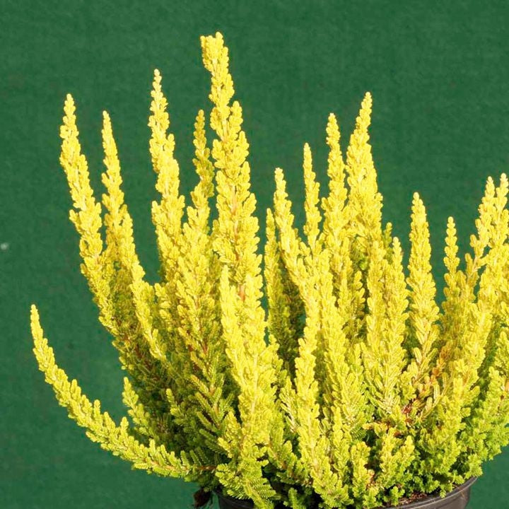 Calluna vulgaris 'Zeta' Heather