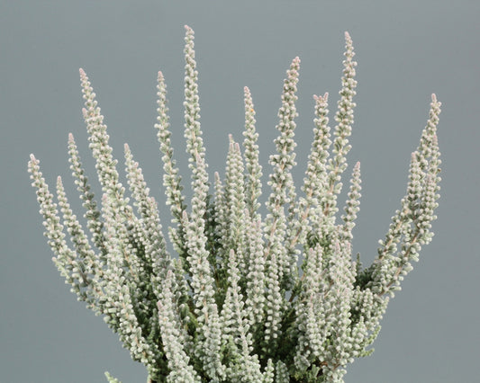 Calluna vulgaris 'Zilly' Heather