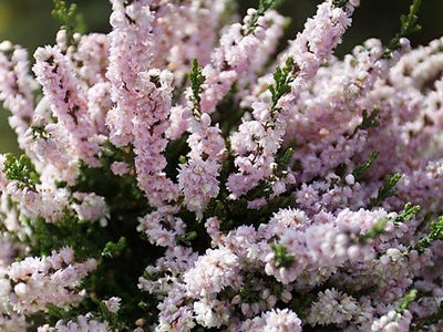 Shrub Border Plants
