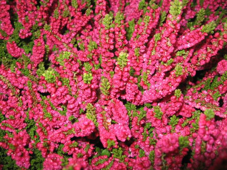 Calluna vulgaris 'Salsa' Heather