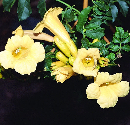 Campsis radicans Yellow Trumpet Vine