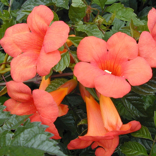 Campsis × tagliabuana 'Madame Galen' Orange Trumpet Vine