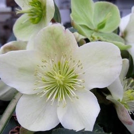 Hellebore 'Champion' Snow Rose