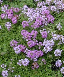 Pink Chintz Thyme