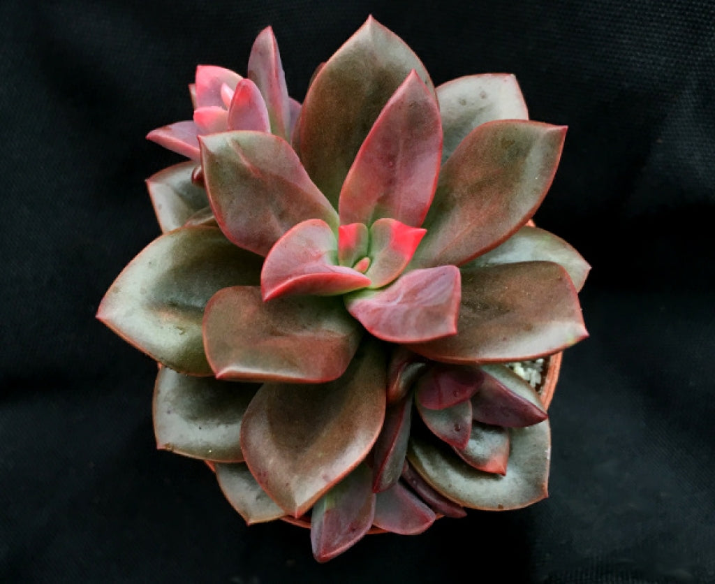 Echeveria 'Chroma' Succulent