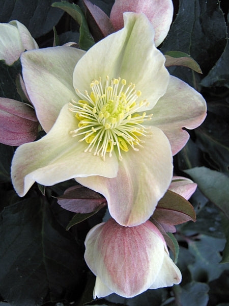 Hellebore 'Cinnamon Snow' Snow Rose