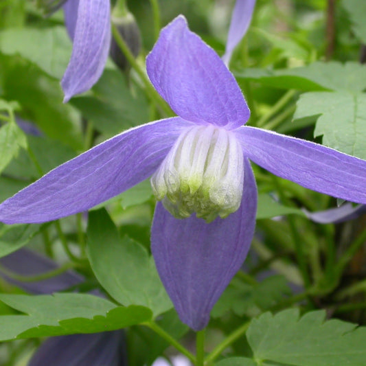 Clematis alpina Pamela Jackman