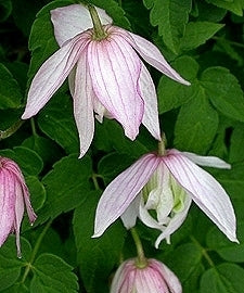 Clematis alpina 'Pink Flamingo'