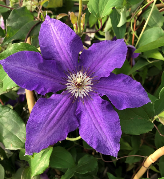 Clematis Bundle 2 Pack
