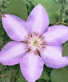 Elsa Spath Clematis